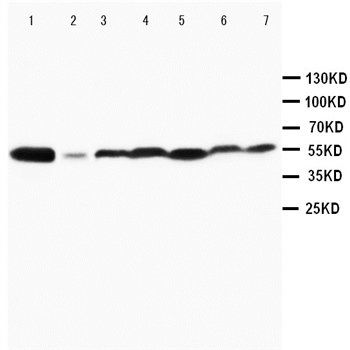 MAPK8/9 Rabbit Polyclonal Antibody