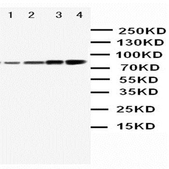 PI 3 Kinase p85 alpha/PIK3R1 Rabbit Polyclonal Antibody