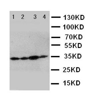 Podoplanin/gp36/PDPN Rabbit Polyclonal Antibody