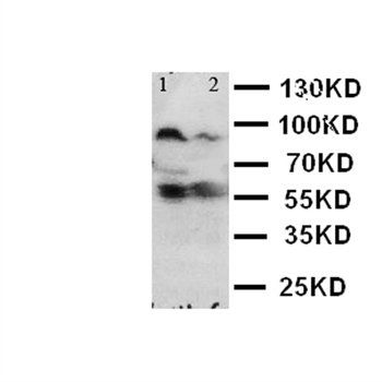 Toll-like receptor 4 TLR4 Rabbit Polyclonal Antibody