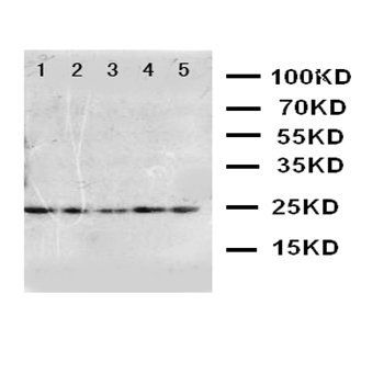 Fibroblast growth factor 10 FGF10 Antibody