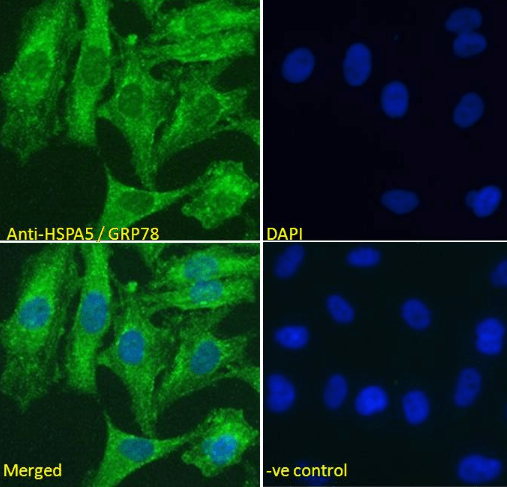 HSPA5/GRP78 (aa118-131) Antibody