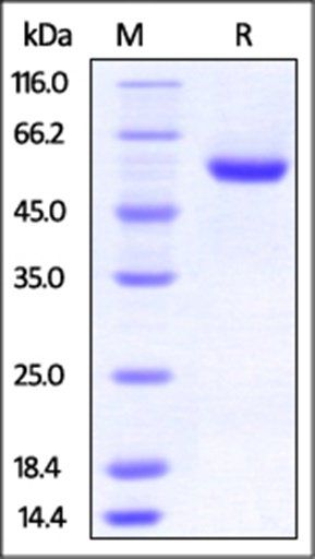 Human ROR2 Protein, His Tag