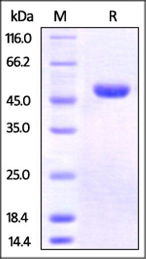 Human Nectin-2 Protein, His Tag