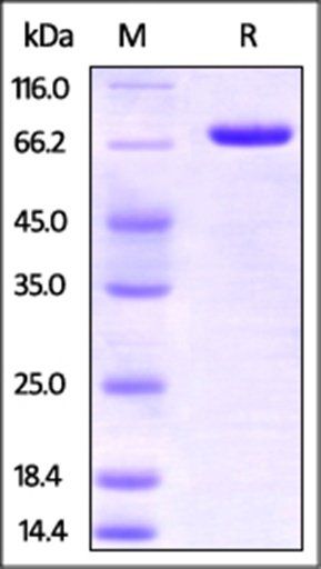 Human Nectin-2 Protein, Fc Tag