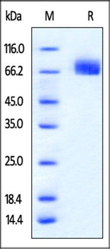 Mouse PD-L1 Protein, mFc Tag