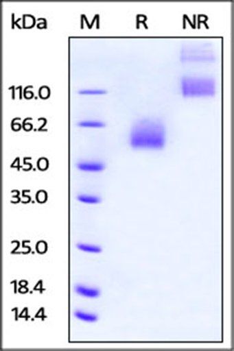 Rat CD47 Protein, Fc Tag (MALS verified)