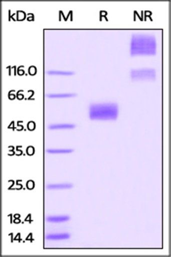 Rabbit CD47 Protein, Fc Tag