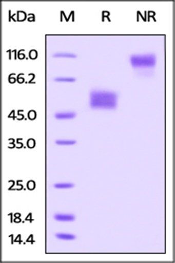 Rat TIGIT Protein, Fc Tag