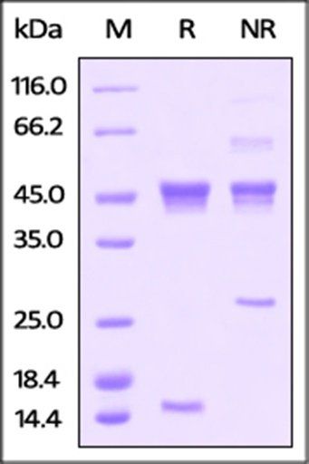 Human Activin A Protein, His Tag