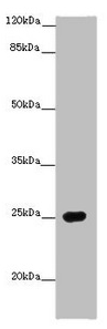 PRG2 Antibody