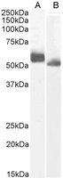 IRF4 (aa393-407) Antibody