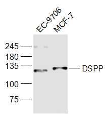DSPP Rabbit Polyclonal Antibody (HRP)