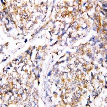 Caspase 4/CASP4 Rabbit Polyclonal Antibody