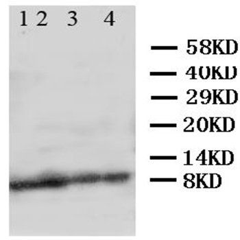 Apelin/APLN Antibody