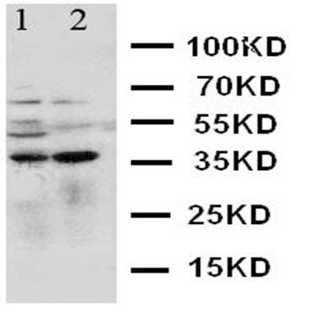 MCL1 Rabbit Polyclonal Antibody