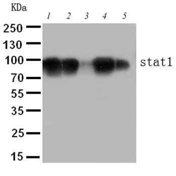 STAT1 Rabbit Polyclonal Antibody