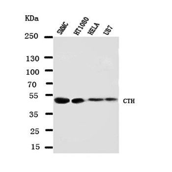 Cystathionase/CTH Rabbit Polyclonal Antibody