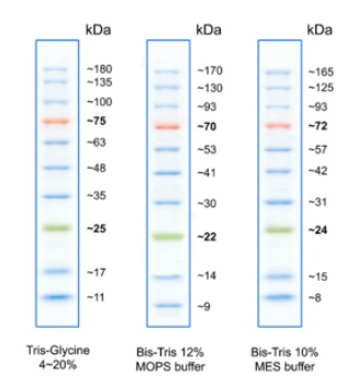 BlueRay Prestained Protein Marker (10-180kDa)