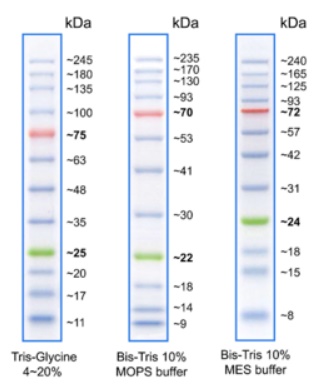 BlueEye Prestained Protein Marker (10-245kDa)