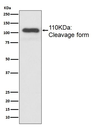 MUC2 Rabbit Monoclonal Antibody
