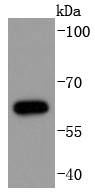 Cdc6 (Phospho-S54) Rabbit mAb Antibody