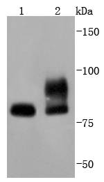 STAT1 Antibody