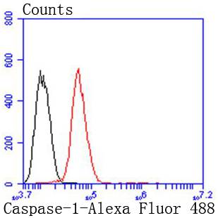 Caspase Antibody