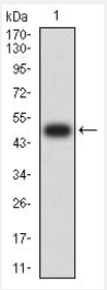 CD352 Antibody