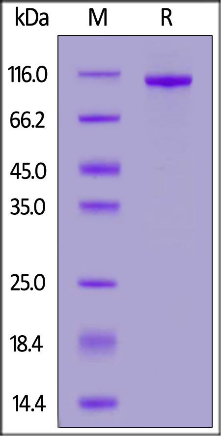 Human PTK7 Protein, His Tag