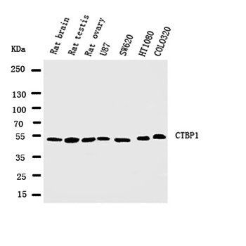 C-terminal-binding protein 1 CtBP1 Rabbit Polyclonal Antibody