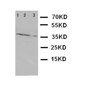 Granzyme A/GZMA Rabbit Polyclonal Antibody