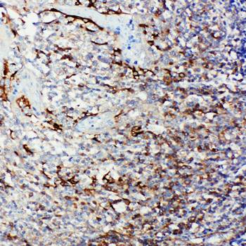 Caspase 9/CASP9 Rabbit Polyclonal Antibody