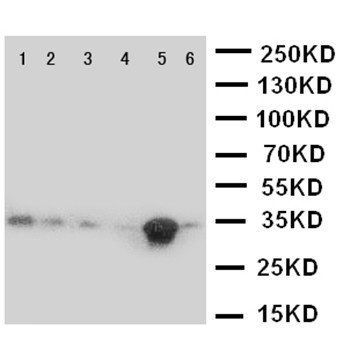 Caspase 9/CASP9 Rabbit Polyclonal Antibody