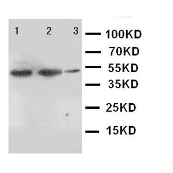 INDOL1/IDO2 Rabbit Polyclonal Antibody
