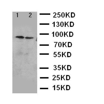 IKK alpha/CHUK Rabbit Polyclonal Antibody