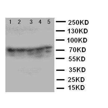 Ku80/XRCC5 Rabbit Polyclonal Antibody