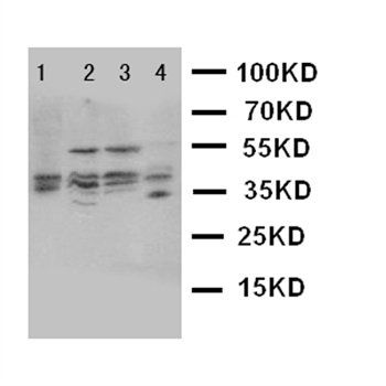 Bub3 Rabbit Polyclonal Antibody