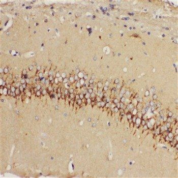 5HT1A Receptor/HTR1A Rabbit Polyclonal Antibody