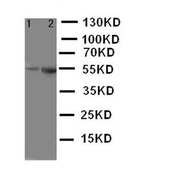 5HT1A Receptor/HTR1A Rabbit Polyclonal Antibody