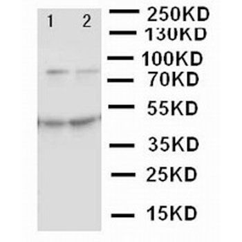 MCM3 Rabbit Polyclonal Antibody