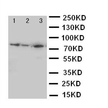 MCM5 Rabbit Polyclonal Antibody
