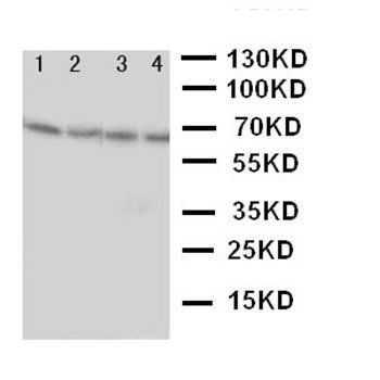 NADPH oxidase 1 NOX1 Rabbit Polyclonal Antibody