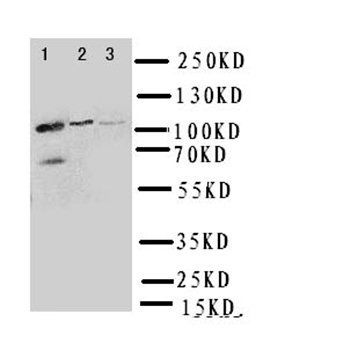 Myosin Phosphatase/PPP1R12A Rabbit Polyclonal Antibody