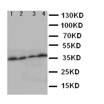 Stra8 Rabbit Polyclonal Antibody