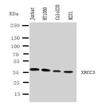 DNA repair protein XRCC3 XRCC3 Rabbit Polyclonal Antibody