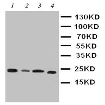 PBP/PEBP1 Rabbit Polyclonal Antibody