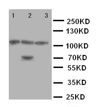 SERCA1 ATPase/ATP2A1 Rabbit Polyclonal Antibody