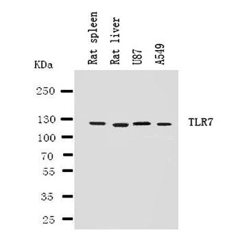 Toll-like receptor 7 TLR7 Rabbit Polyclonal Antibody