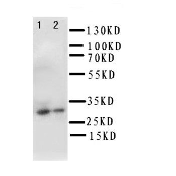 Granzyme B/GZMB Rabbit Polyclonal Antibody